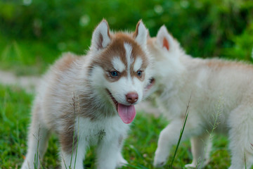 Puppy Siberian husky.it has brawn hair. age 50 day.