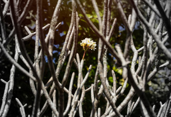 White Plumeria Flower(Frangipani) in the center of branch.
