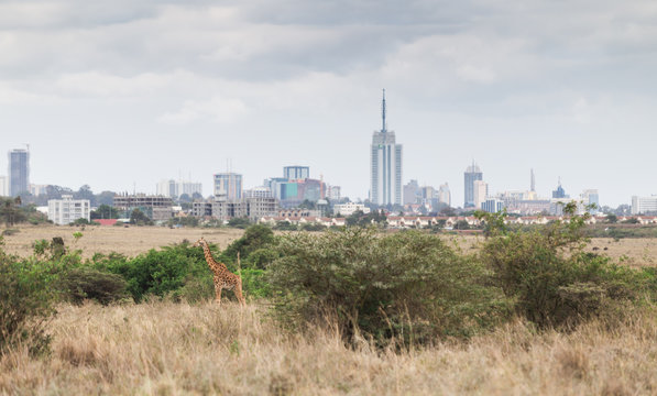 Giraffes eating leaves in the open field with city background and yellow grass. some building aren't finished. at Nairobi national park, Kenya