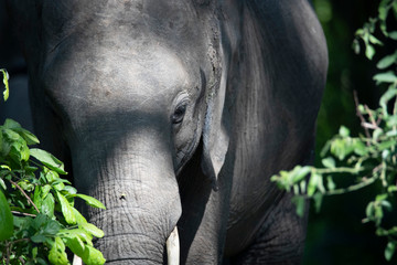 elephant in the wild zambia