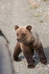 Obraz premium Grizzly Bär steht vor dem Auto wildlife 
