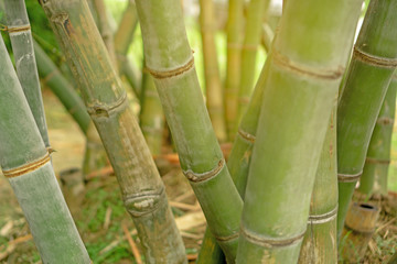 Fototapeta premium Fresh green stem of Bamboo under sunlight
