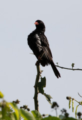 Bateleur Eagle zambia