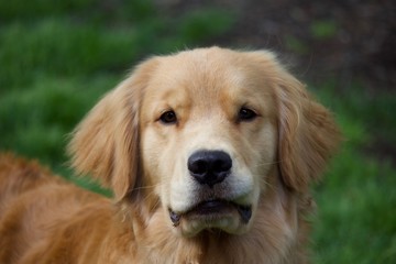 Obraz premium golden retriever