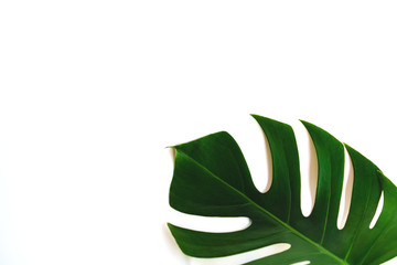 Monstera leaf isolated on white background with clipping path.