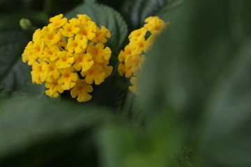yellow flower