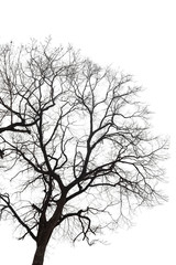 Fototapeta na wymiar Dry bare branches isolated on white background