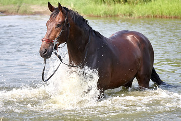 Horse standing in a water