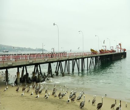 Valparaíso Pier Valparaiso Region Chile with Seals Daytime 