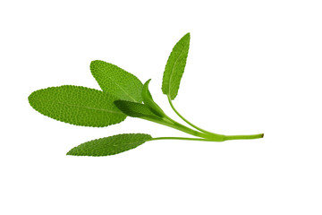 Sage plant isolated on a white background