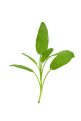 Obraz premium Sage plant isolated on a white background