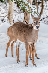 Naklejka na ściany i meble deer in the snow Adirondack park