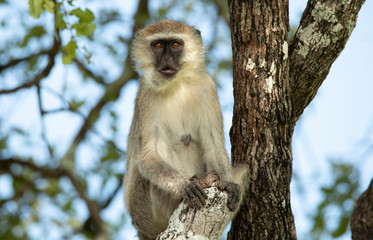 Baboon on a tree zambia