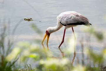 Obraz premium Yellow-billed Stork fishing