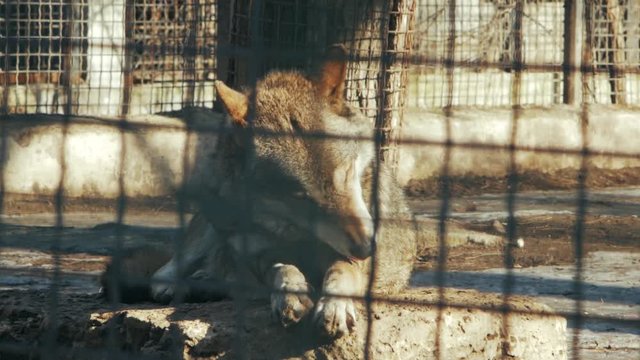 european wolf washing in zoo (сanis lupus)