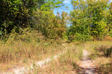 Rural dirt road through a green forest at summer