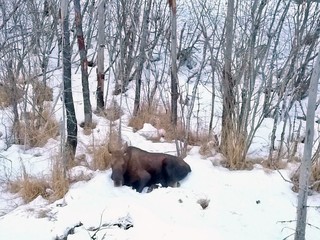 Things in Alaska and scenery