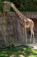 giraffe in zoo