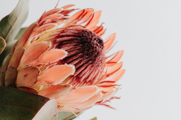 Protea Flower on White Background