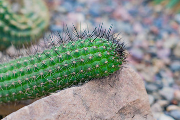 close up of succulent plants among stones in botnical garden
