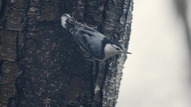 White-breasted Nuthatch bird is smacked by a raindrop in the head, a rainy day