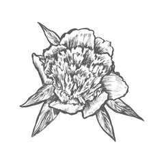 Graphic peony flower with leaves hand drawn vector, vintage engaved decorative illustration isolated on white background for design beauty salon, wedding card, greeting invite, florist shop, cosmetic