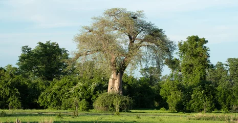 Foto op Aluminium African tree zambia © Andrea Capranico