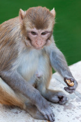 Monkey in Anuman temple, India