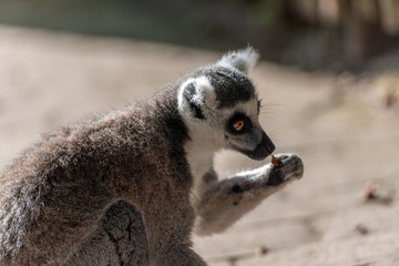 Lemur catta eat alone in a park 