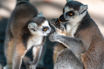 Couple of cute lemurs, one tenderly licking the other