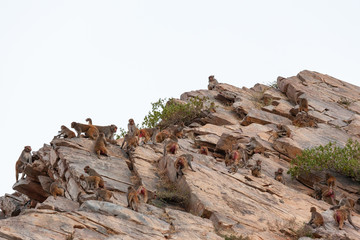 Monkeys in Anuman temple, India