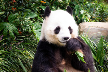 Obraz na płótnie Canvas little Panda is eating bamboo leaf for lunch