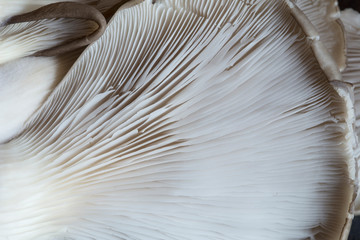 Obraz premium Oyster mushrooms