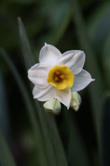 Daffodil