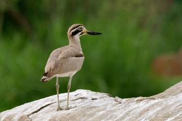 Great stone-curlew or great thick-knee, Burhinus recurvirostris at Kaveri river, Ranganathittu, Mysore, Karnataka, India.