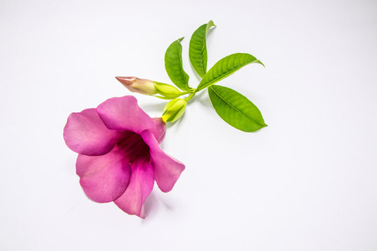 Violet allamanda flower