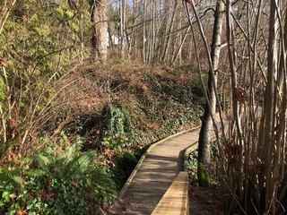 Wooden walkway though trees on a sunny autumn day
