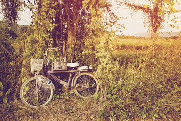 Old purple bicycle parked in a forest with trees, vines and grass clutter and with the sunset light background
