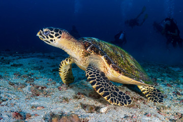 Obraz na płótnie Canvas A Hawksbill Turtle (Eretmochelys imbricata) on a dark coral reef with background SCUBA divers