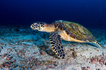 Obraz premium A Hawksbill Turtle (Eretmochelys imbricata) on a dark coral reef with background SCUBA divers