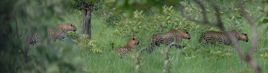 Leopard hunting sequence, zambia