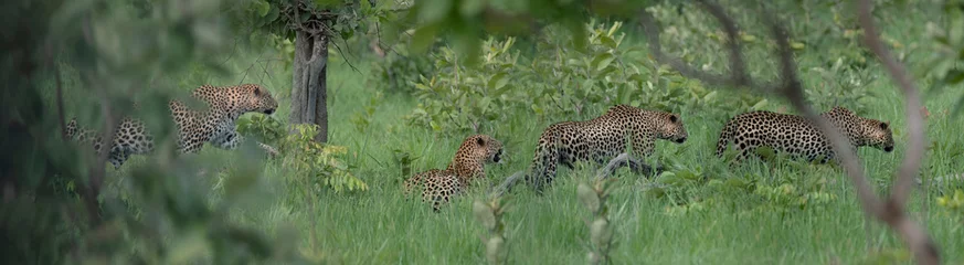 Foto op Aluminium Jachtvolgorde op luipaarden, zambia © Andrea Capranico