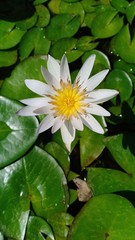 Lotus in pool volume 96856855