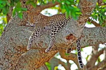 Foto auf Acrylglas Beautiful African Leopard  resting in a large tree, watching, curious. © rima15