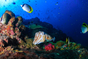 Fototapeta na wymiar Female Pharaoh Cuttlefish (Sepia pharaonis) laying eggs on a tropical coral reef (Richelieu Rock)