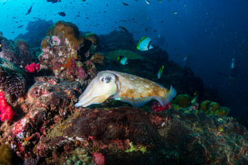 Female Pharaoh Cuttlefish (Sepia pharaonis) laying eggs on a tropical coral reef (Richelieu Rock)