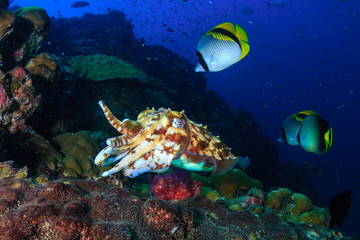 Female Pharaoh Cuttlefish (Sepia pharaonis) laying eggs on a tropical coral reef (Richelieu Rock)