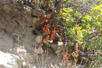 Mountain Flowers on the Floor