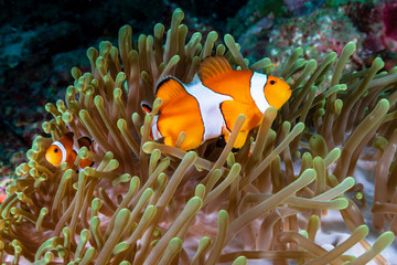 A cute family of False Clownfish (Amphiprion ocellaris) in their host anemone on a tropical coral...