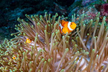 Fototapeta na wymiar A cute family of False Clownfish (Amphiprion ocellaris) in their host anemone on a tropical coral reef